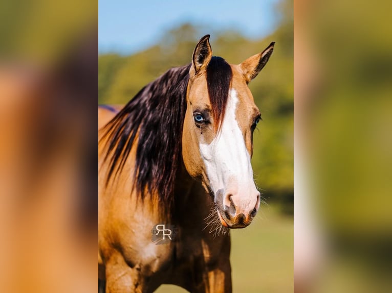 American Quarter Horse Klacz 5 lat 152 cm Bułana in Lyles, TN