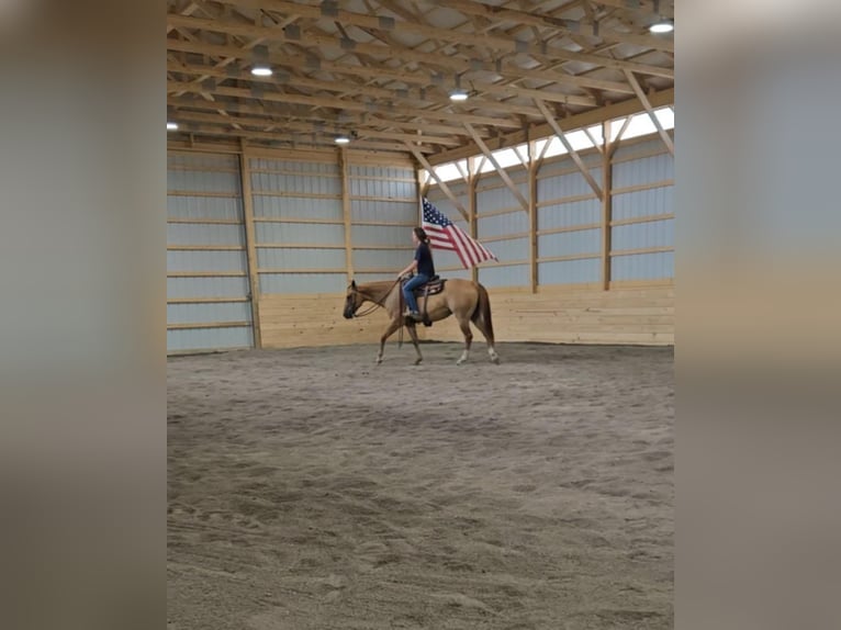 American Quarter Horse Mix Klacz 5 lat 152 cm Bułana in Rebersburg