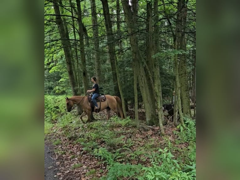 American Quarter Horse Mix Klacz 5 lat 152 cm Bułana in Rebersburg