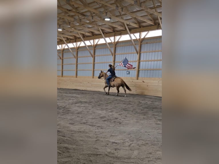 American Quarter Horse Mix Klacz 5 lat 152 cm Bułana in Rebersburg