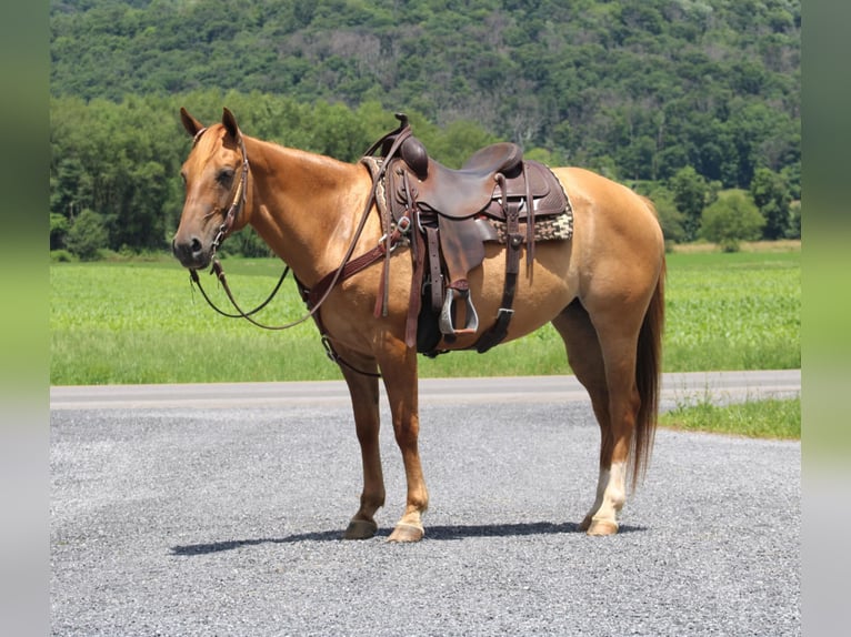 American Quarter Horse Mix Klacz 5 lat 152 cm Bułana in Rebersburg