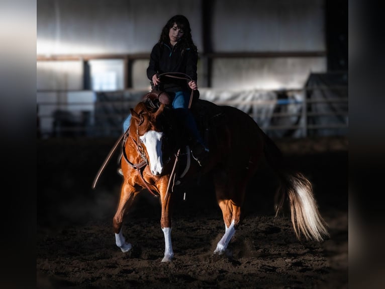 American Quarter Horse Klacz 5 lat 152 cm Cisawa in Hamilton