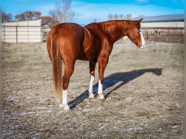American Quarter Horse Klacz 5 lat 152 cm Cisawa in Hamilton