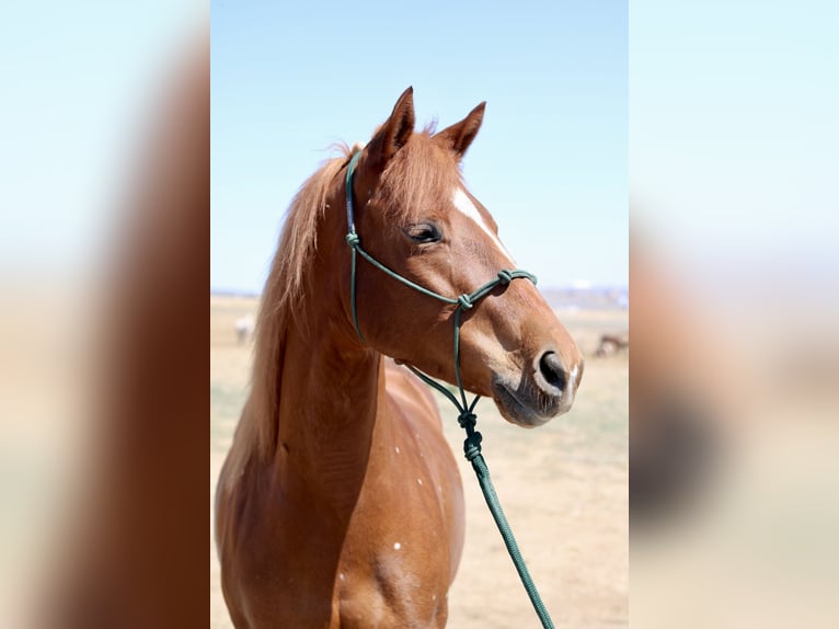 American Quarter Horse Klacz 5 lat 152 cm Cisawa in Fort Collins, CO