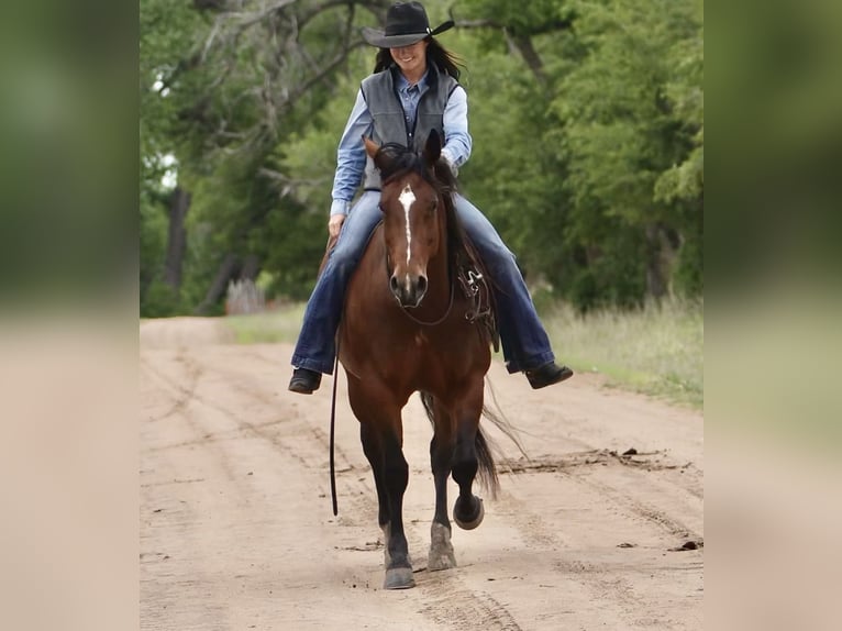 American Quarter Horse Klacz 5 lat 152 cm Gniada in Canadian