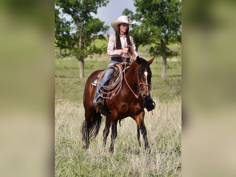 American Quarter Horse Klacz 5 lat 152 cm Gniada in Canadian