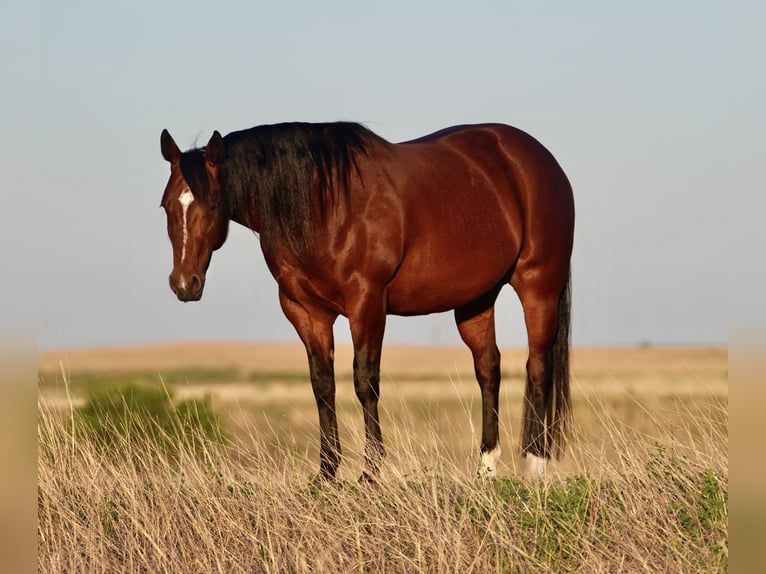 American Quarter Horse Klacz 5 lat 152 cm Gniada in Canadian