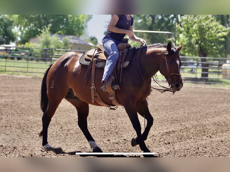 American Quarter Horse Klacz 5 lat 152 cm Gniada in Canadian