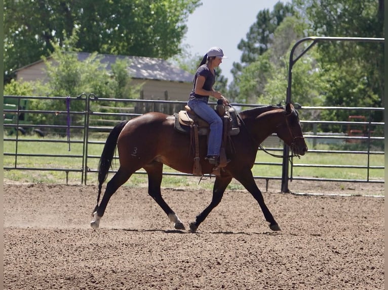 American Quarter Horse Klacz 5 lat 152 cm Gniada in Canadian