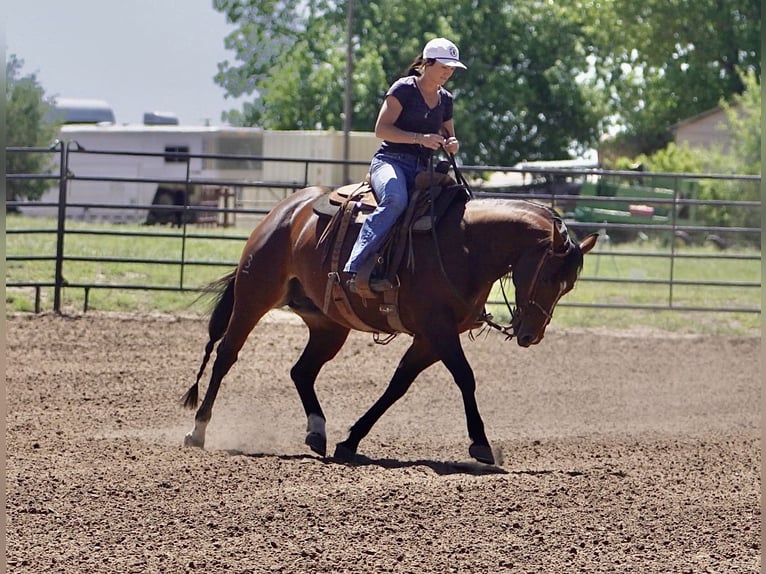 American Quarter Horse Klacz 5 lat 152 cm Gniada in Canadian