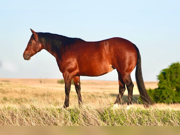 American Quarter Horse Klacz 5 lat 152 cm Gniada in Canadian