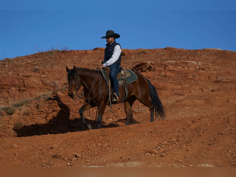 American Quarter Horse Klacz 5 lat 152 cm Gniada in Canyon