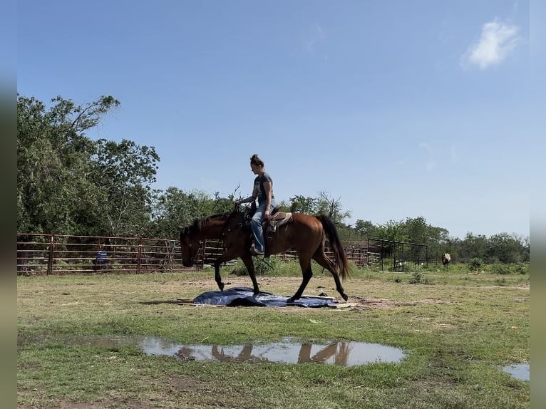 American Quarter Horse Klacz 5 lat 152 cm Gniada in Victoria
