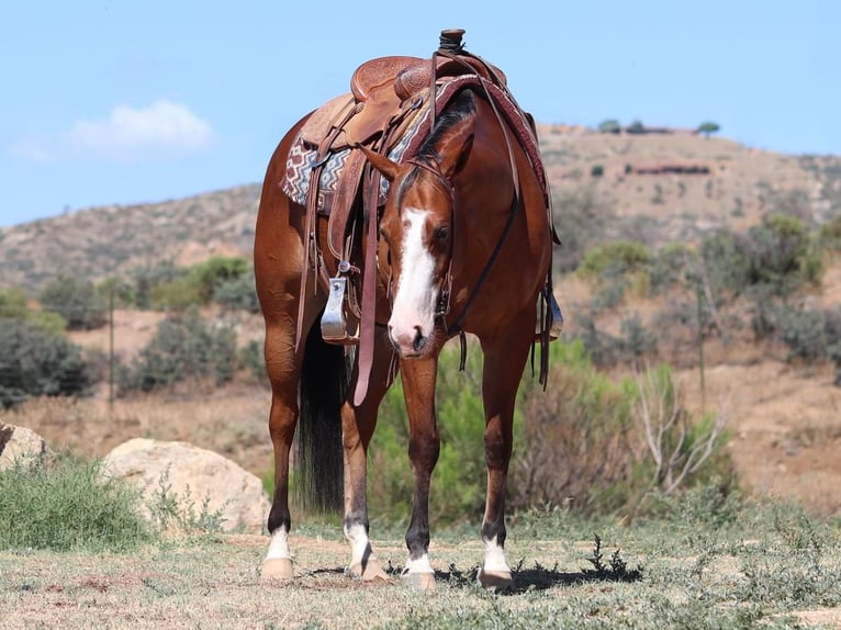 American Quarter Horse Klacz 5 lat 152 cm Gniada in Dewey, AZ
