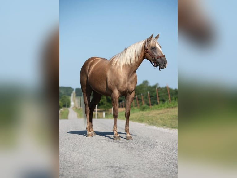 American Quarter Horse Klacz 5 lat 152 cm Izabelowata in Mount Vernon, MO