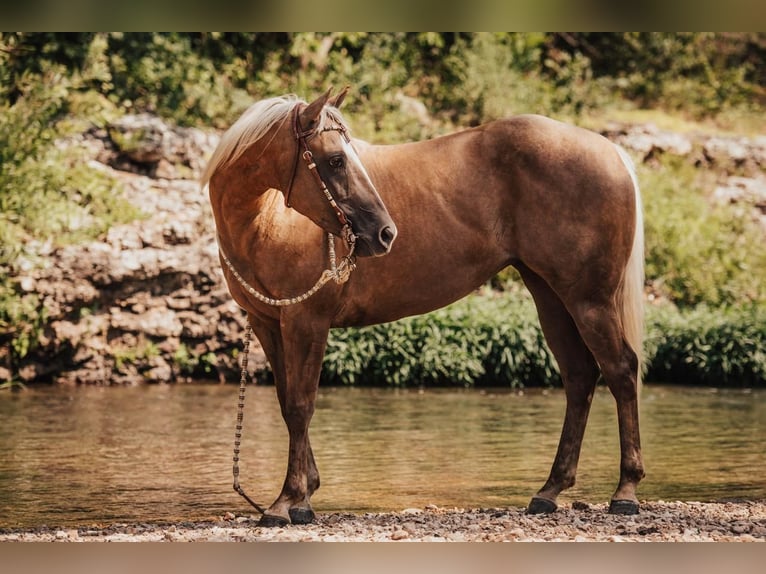 American Quarter Horse Klacz 5 lat 152 cm Izabelowata in Mount Vernon, MO