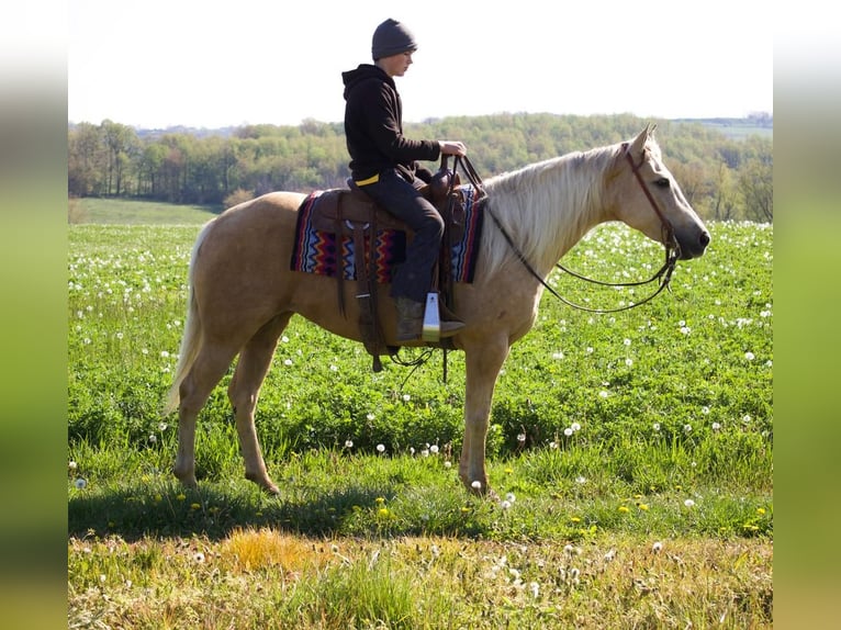 American Quarter Horse Klacz 5 lat 152 cm Izabelowata in Millersburg, OH