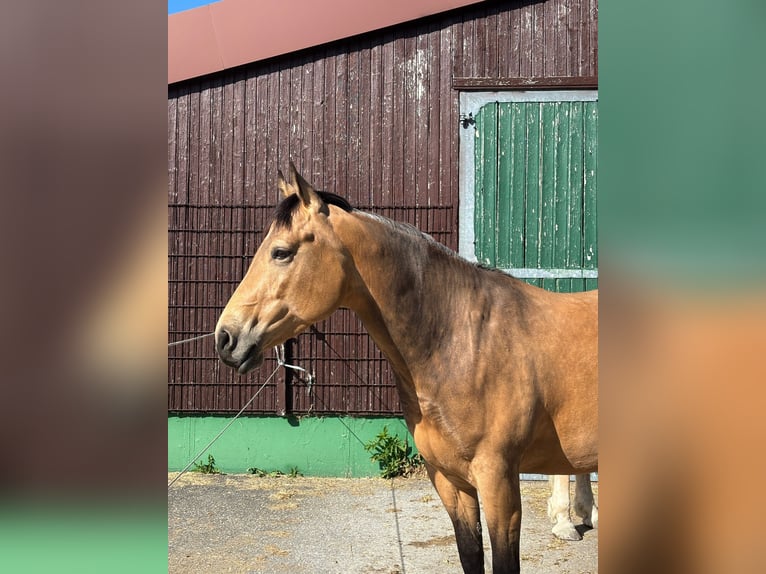 American Quarter Horse Klacz 5 lat 152 cm Jelenia in Sonnenbühl