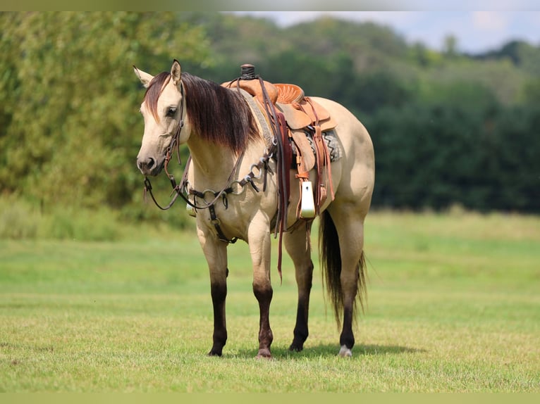 American Quarter Horse Klacz 5 lat 152 cm Jelenia in Cannon Falls