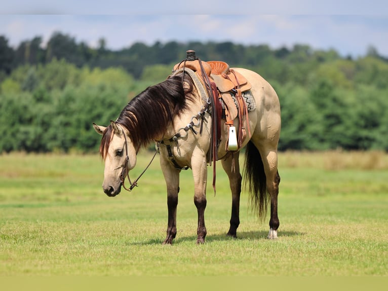 American Quarter Horse Klacz 5 lat 152 cm Jelenia in Cannon Falls