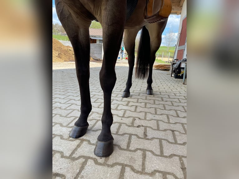 American Quarter Horse Klacz 5 lat 152 cm Jelenia in Haldenwang