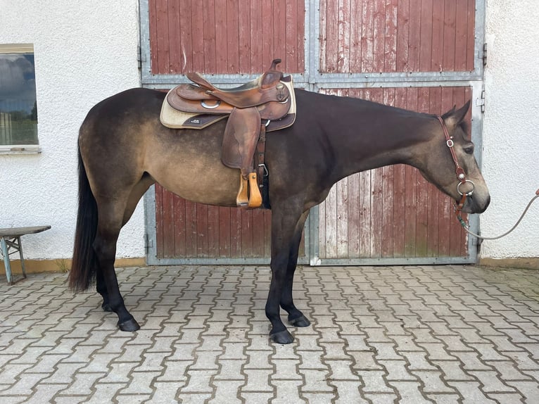 American Quarter Horse Klacz 5 lat 152 cm Jelenia in Haldenwang