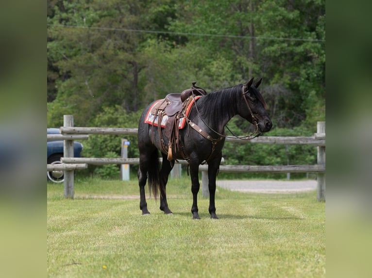 American Quarter Horse Klacz 5 lat 152 cm Karodereszowata in Nevis, MN