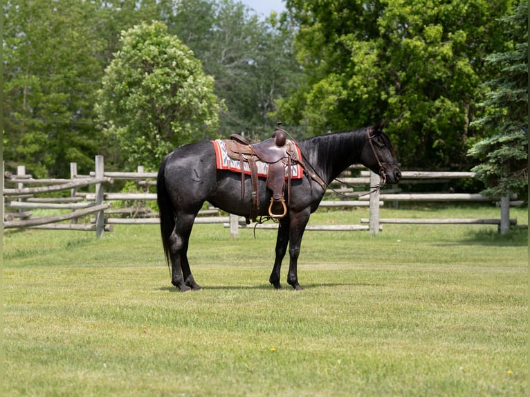 American Quarter Horse Klacz 5 lat 152 cm Karodereszowata in Nevis, MN