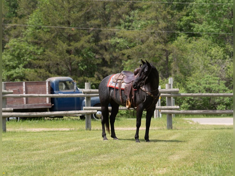 American Quarter Horse Klacz 5 lat 152 cm Karodereszowata in Nevis, MN