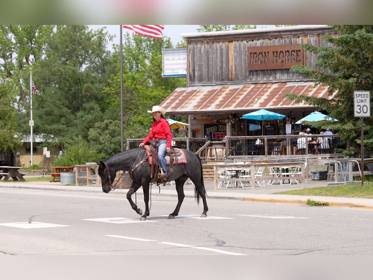 American Quarter Horse Klacz 5 lat 152 cm Karodereszowata in Nevis, MN