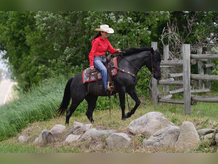 American Quarter Horse Klacz 5 lat 152 cm Karodereszowata in Nevis, MN