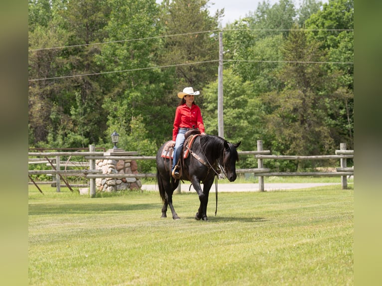American Quarter Horse Klacz 5 lat 152 cm Karodereszowata in Nevis, MN