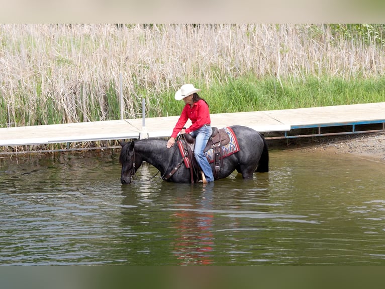 American Quarter Horse Klacz 5 lat 152 cm Karodereszowata in Nevis, MN
