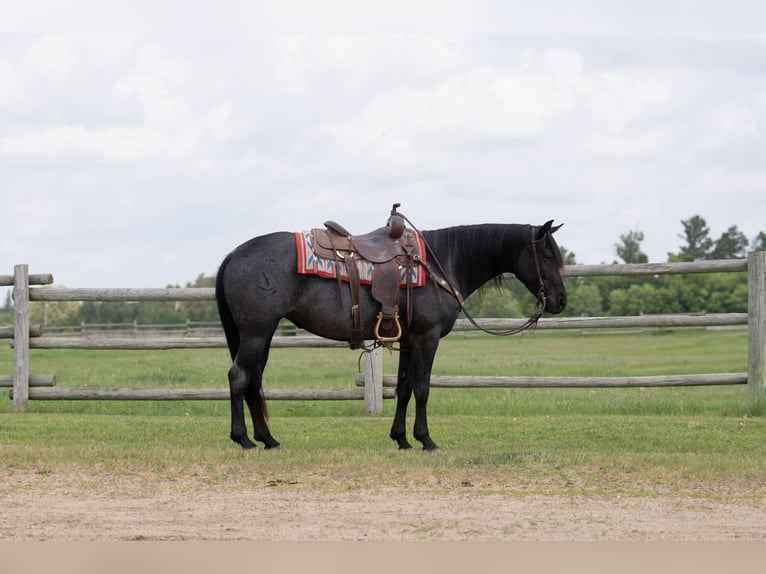 American Quarter Horse Klacz 5 lat 152 cm Karodereszowata in Nevis, MN
