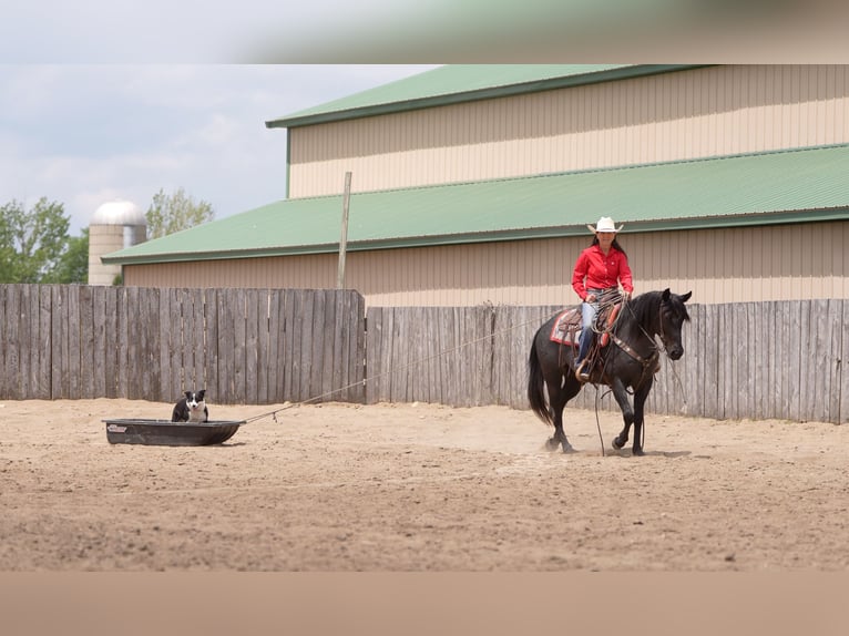 American Quarter Horse Klacz 5 lat 152 cm Karodereszowata in Nevis, MN