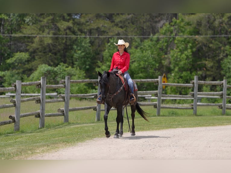 American Quarter Horse Klacz 5 lat 152 cm Karodereszowata in Nevis, MN