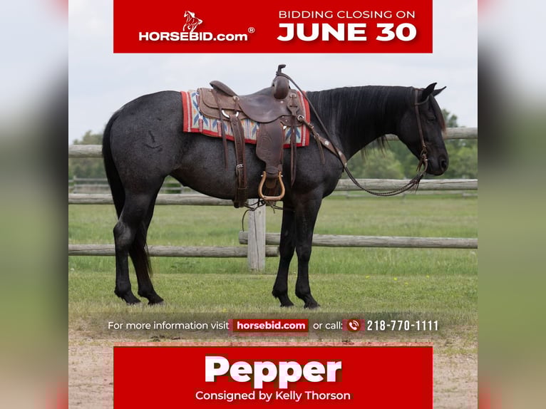 American Quarter Horse Klacz 5 lat 152 cm Karodereszowata in Nevis, MN