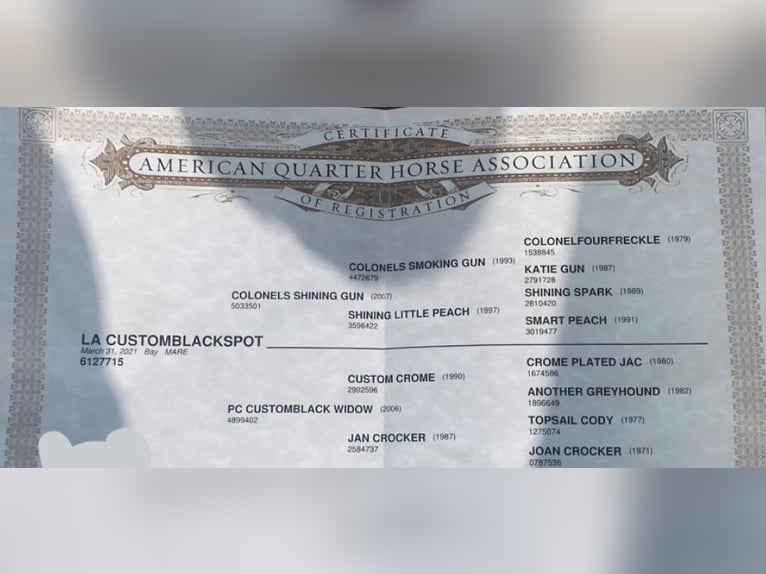 American Quarter Horse Klacz 5 lat 153 cm Ciemnogniada in Bari