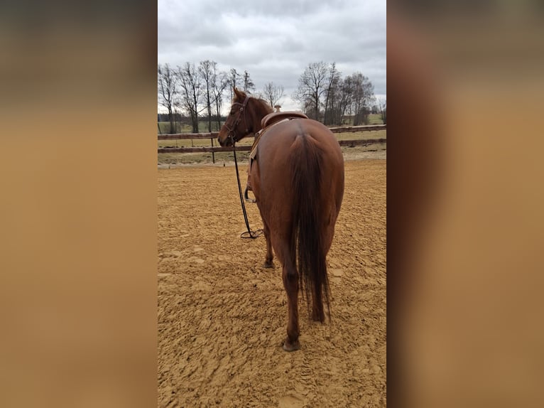 American Quarter Horse Klacz 5 lat 153 cm Ciemnokasztanowata in Unterföhring