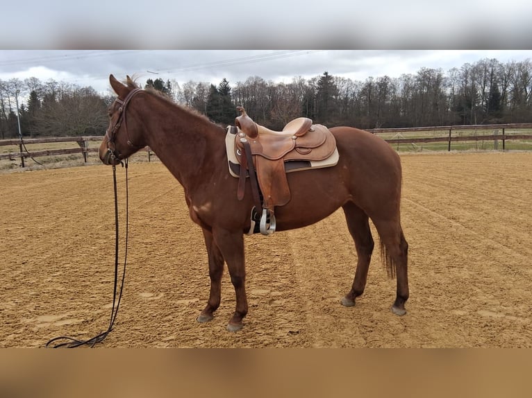 American Quarter Horse Klacz 5 lat 153 cm Ciemnokasztanowata in Unterföhring