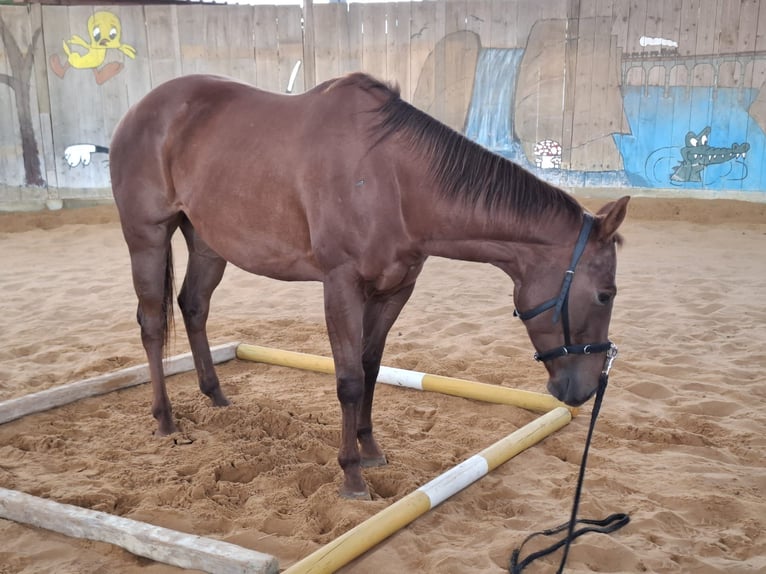 American Quarter Horse Klacz 5 lat 153 cm Kasztanowata in Unterföhring