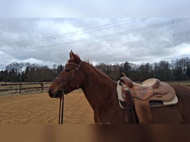 American Quarter Horse Klacz 5 lat 153 cm Kasztanowata in Unterföhring