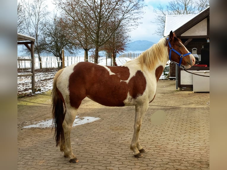 American Quarter Horse Mix Klacz 5 lat 153 cm Srokata in Künzell