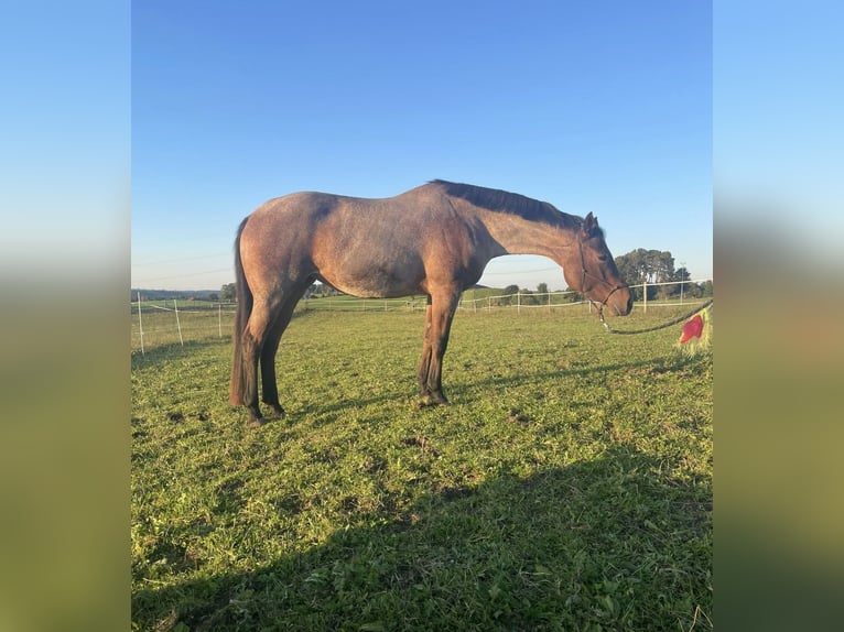 American Quarter Horse Klacz 5 lat 154 cm Gniadodereszowata in Allgäu