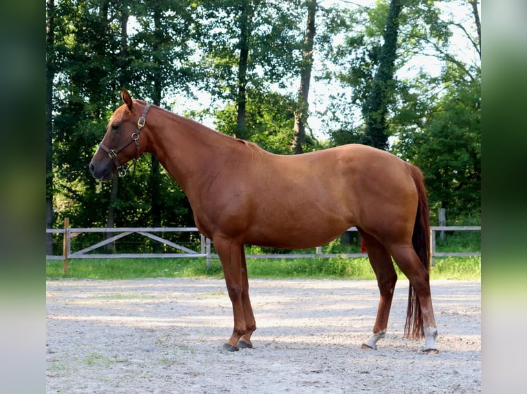 American Quarter Horse Klacz 5 lat 154 cm Kasztanowata in Zossen