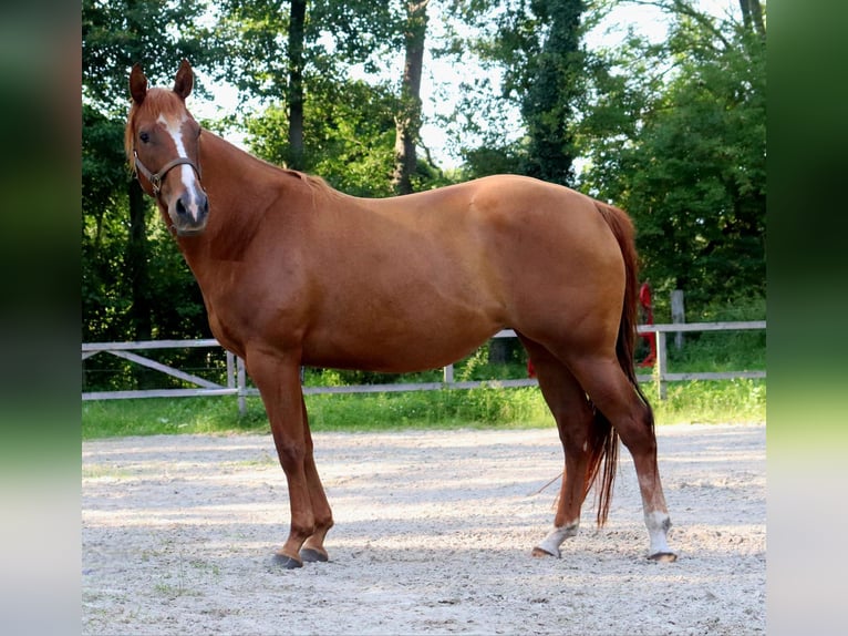 American Quarter Horse Klacz 5 lat 154 cm Kasztanowata in Zossen