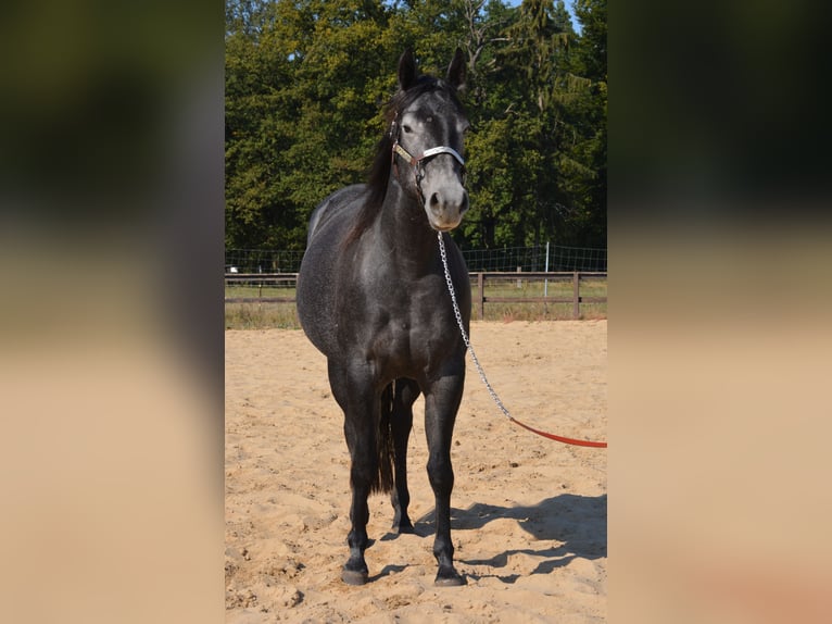 American Quarter Horse Klacz 5 lat 154 cm Siwa in Wusterhausen (Dosse)