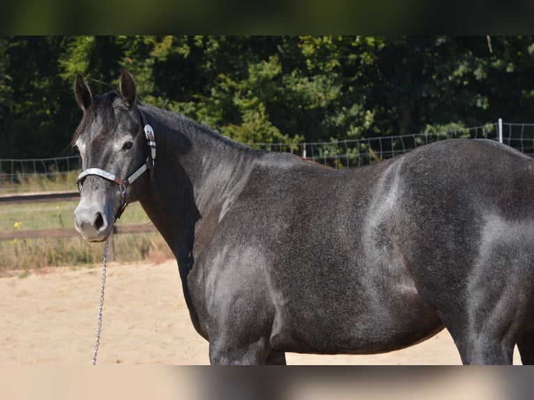 American Quarter Horse Klacz 5 lat 154 cm Siwa in Wusterhausen (Dosse)