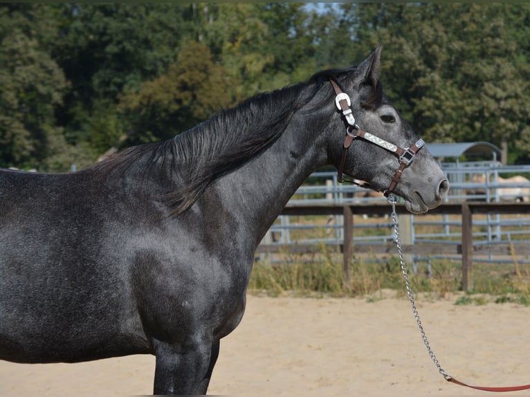 American Quarter Horse Klacz 5 lat 154 cm Siwa in Wusterhausen (Dosse)