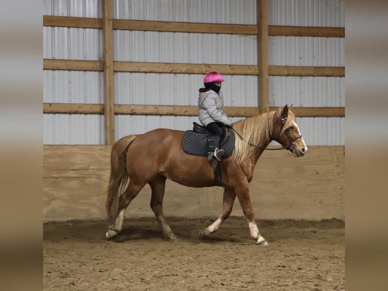 American Quarter Horse Mix Klacz 5 lat 155 cm Ciemnokasztanowata in Howell